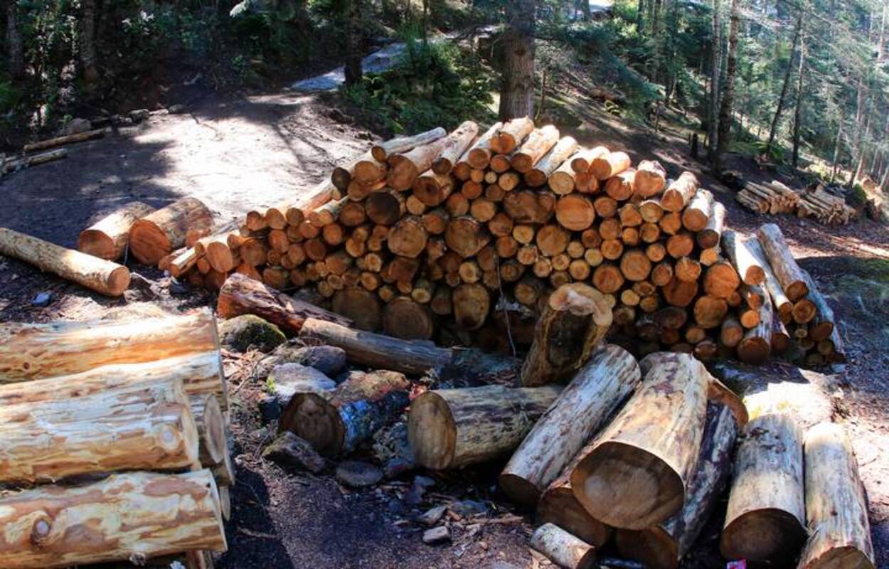 Senadores exigen al gobierno de AMLO combatir la tala ilegal en Sonora, Durango, Morelos, Oaxaca, Sinaloa y Querétaro