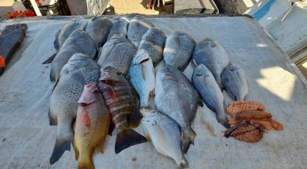 venta de pescado Mazatlán