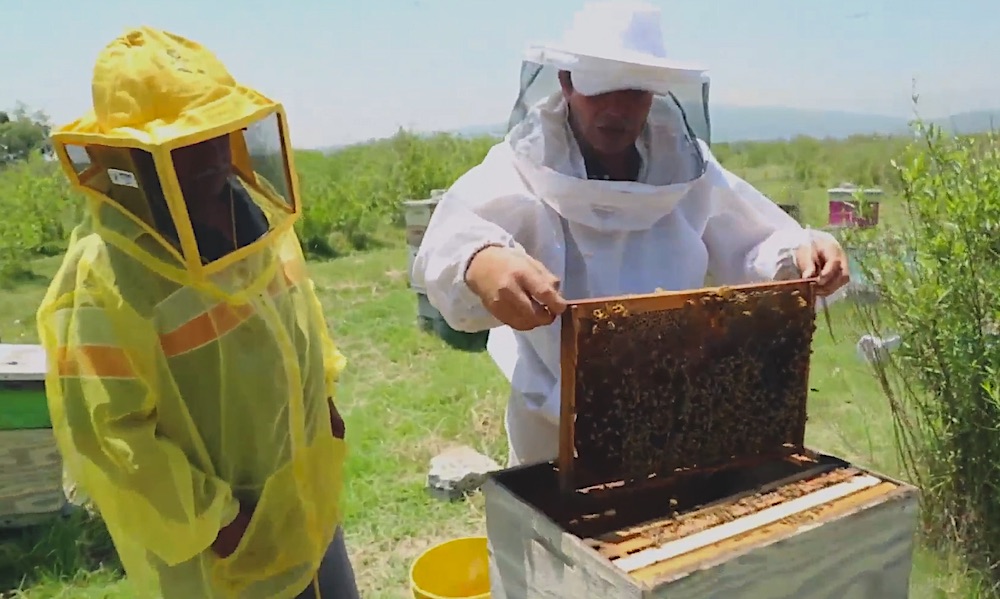 La apicultura es fundamental para la seguridad alimentaria: Ricardo Monreal