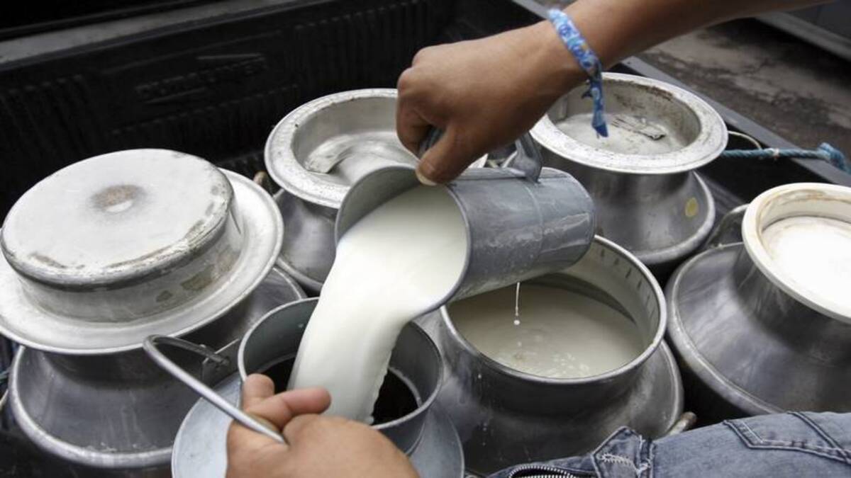 Un grupo de productores de leche exigen cambios al régimen fiscal para mejorar la rentabilidad del sector