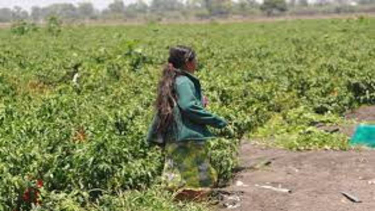 Una jueza federal ordena reconocer los derechos agrarios a una campesina en Morelos
