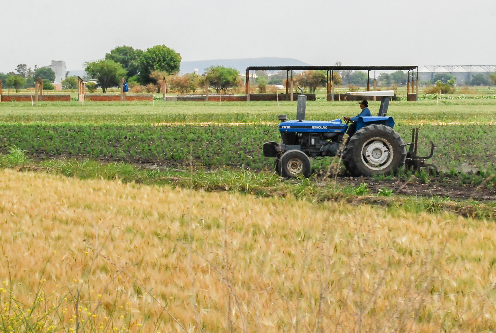 Productores de trigo en Mexicali y San Luis Río Colorado unen fuerzas para mejorar su condiciones