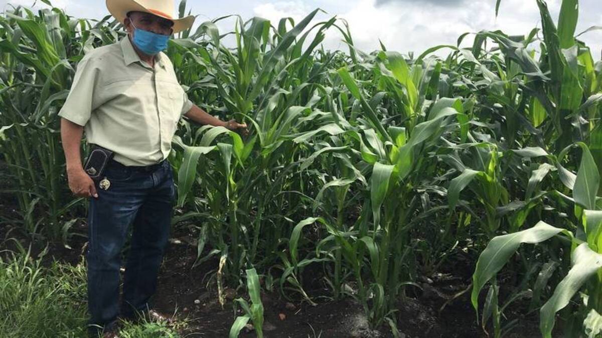 Los agricultores sembraron 32% de cultivos de temporal en San Juan del Río