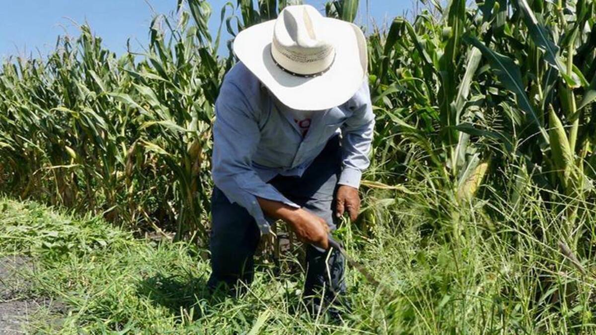 El Conacyt y la Procuraduría Agraria aplicarán una encuesta sobre el uso del glifosato en México