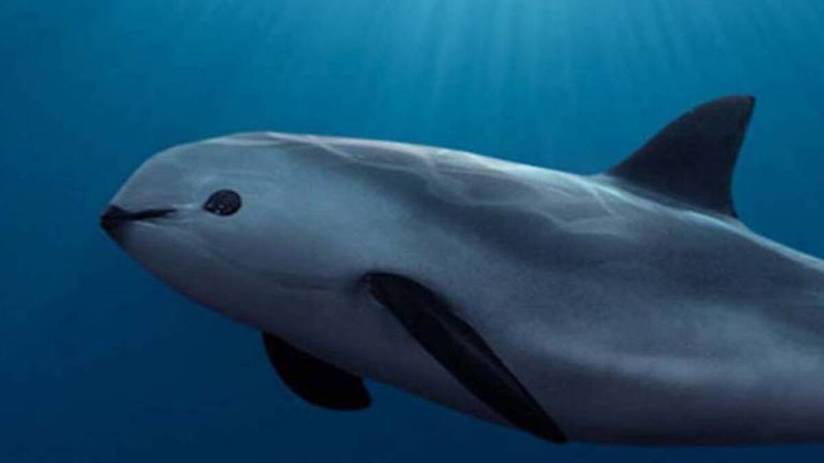Catedráticos consideran que es posible la recuperación de la vaquita marina