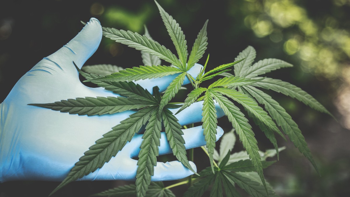 Morena exige legislar una ley de cannabis para uso industrial 