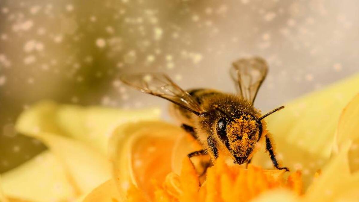 Las abejas dan 10% de la riqueza genética, biodiversidad y ecosistemas de México: Sader
