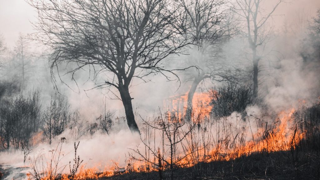 Piden fortalecer acciones para prevenir y combatir incendios forestales 