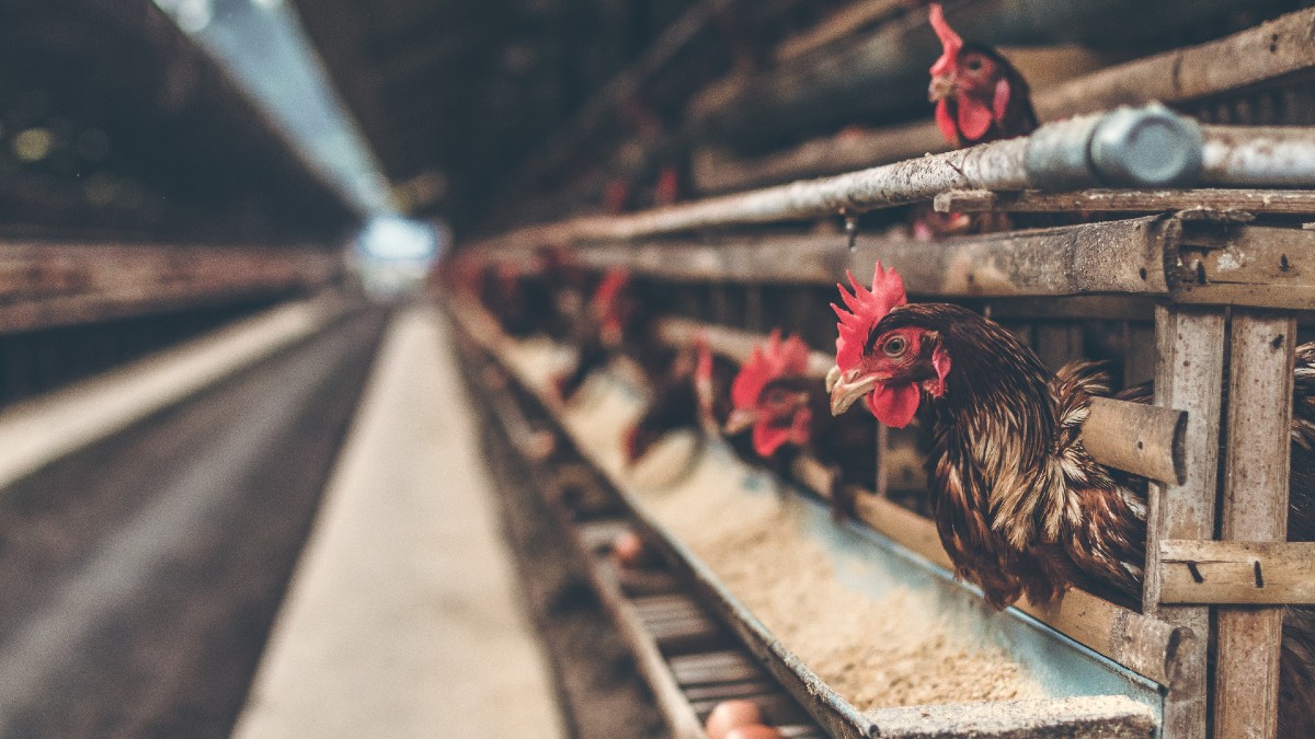 Vigilan granjas en Coahuila y Durango para controlar influenza aviar