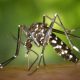“World Mosquito Program” ayuda a erradicar el dengue en México y a cuidar el turismo 