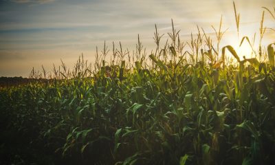Agricultura y Concamin se unen para potencializar producción de granos y hortalizas en el sur sureste del país