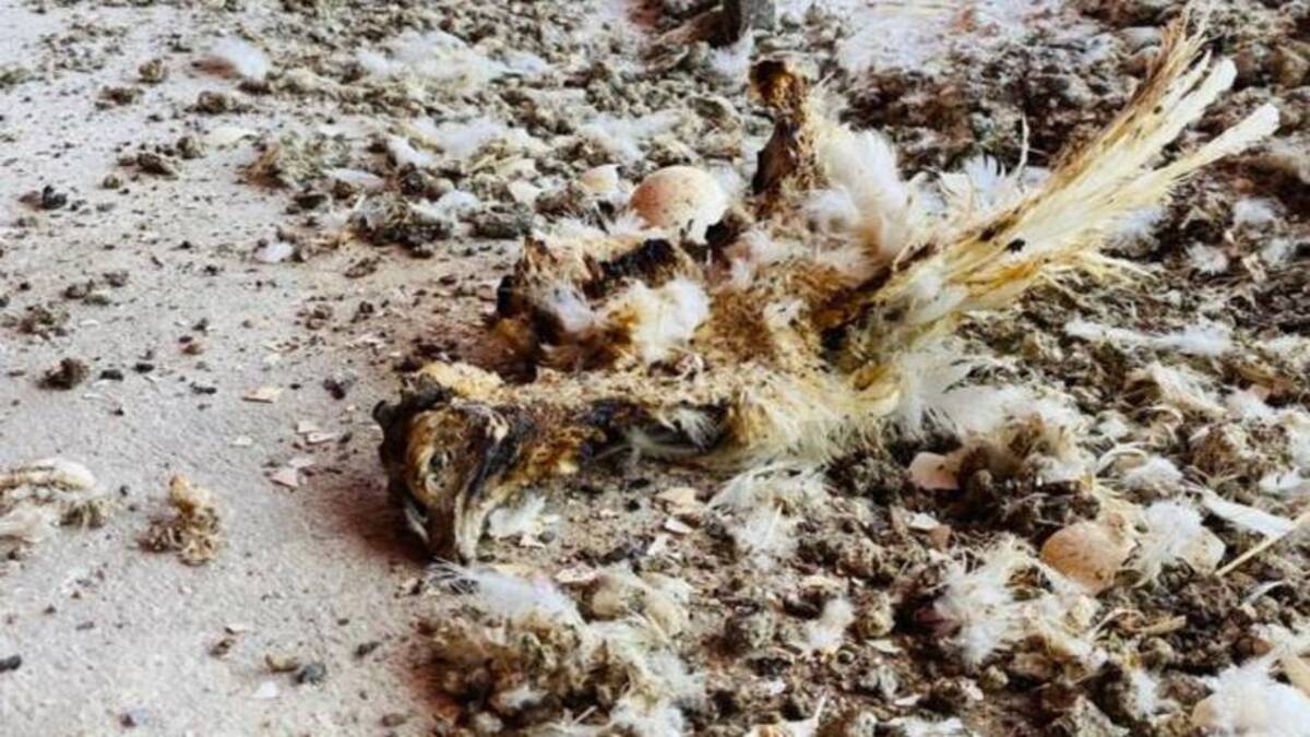 Autoridades sanitarias sacrifican 730 mil aves en La Laguna por gripe aviar