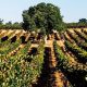 Baja California y Ribera del Duero se unen para profesionalizar con tecnología el sector vitivinícola de la región  