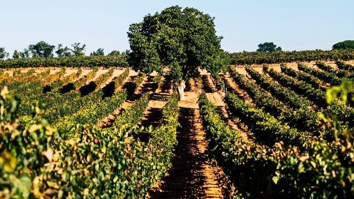 Baja California y Ribera del Duero se unen para profesionalizar con tecnología el sector vitivinícola de la región  