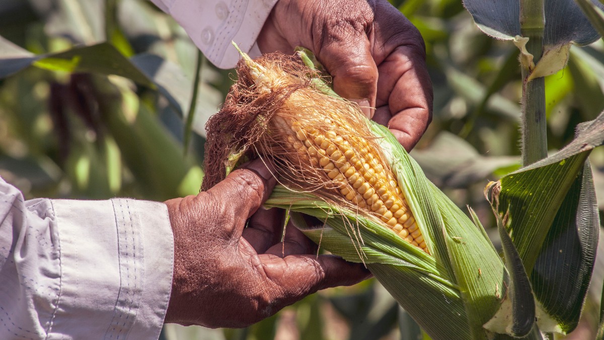 Para ayudar a frenar la inflación, Segalmex comprará 521 mil toneladas de maíz en el país
