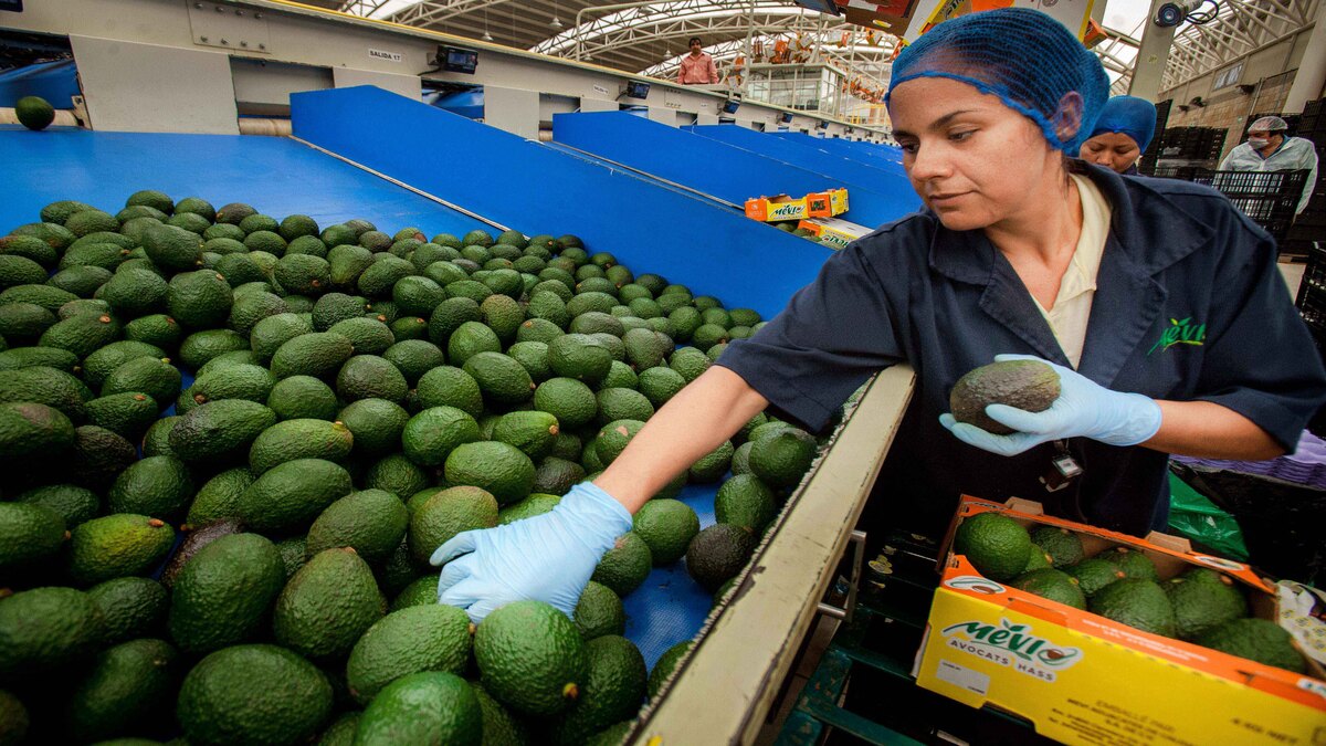 México registra exportaciones en niveles récord de agroalimentos: Sader