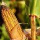 Agricultura y senadores se comprometen a garantizar el abasto de alimentos a la población