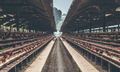 Querétaro será punta de lanza en el sector avícola con el primer primer taller de servicio a incubadoras y granjas 