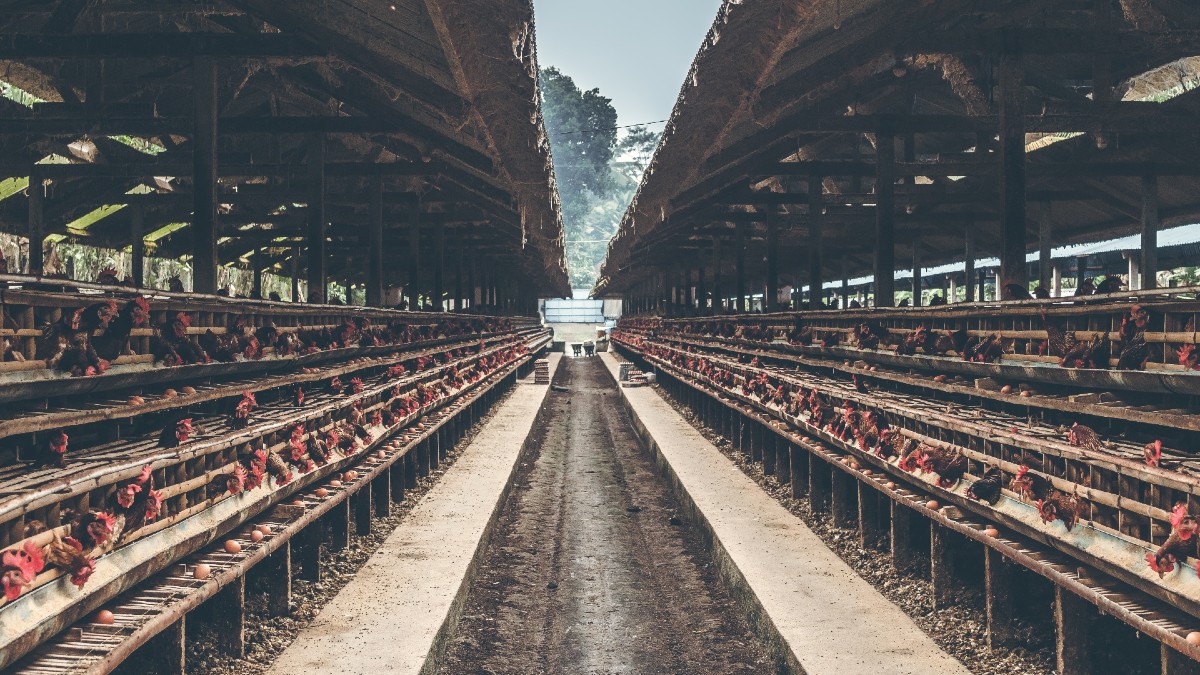 Querétaro será punta de lanza en el sector avícola con el primer primer taller de servicio a incubadoras y granjas