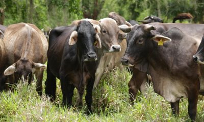 El búfalo puede ser la solución para llenar la demanda de carne y leche en México