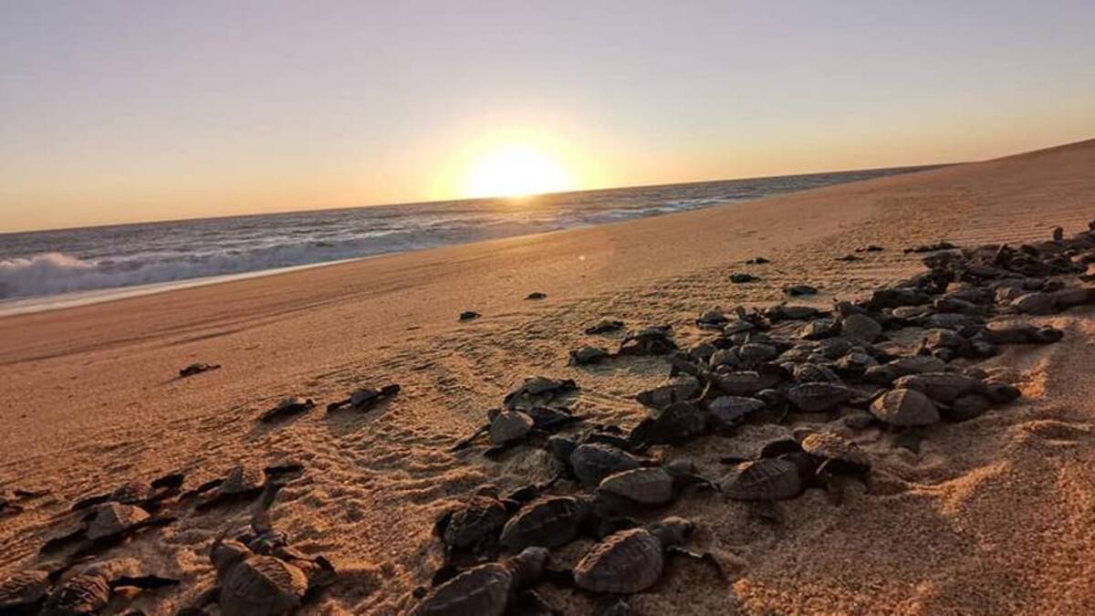 ¿Conoces las cinco especies de tortugas marinas de Baja California Sur?