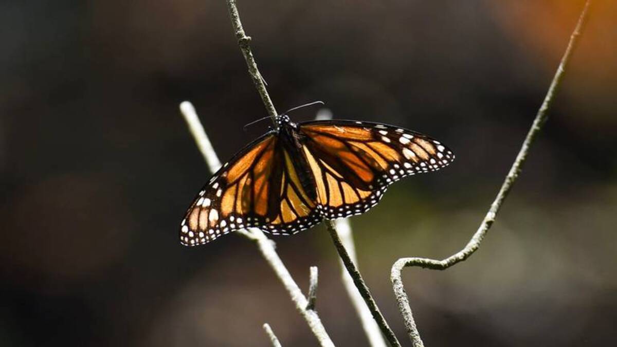 La mariposa Monarca migratoria está en la lista roja de especies en peligro de extinción