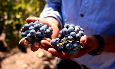 Baja California lista para celebrar la fiesta del vino más grande de Latinoamérica