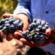 Baja California lista para celebrar la fiesta del vino más grande de Latinoamérica