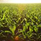 Cuidado del agua y suelo mejorará al doble producción de maíz nativo en comunidades de Oaxaca, prevé Agricultura