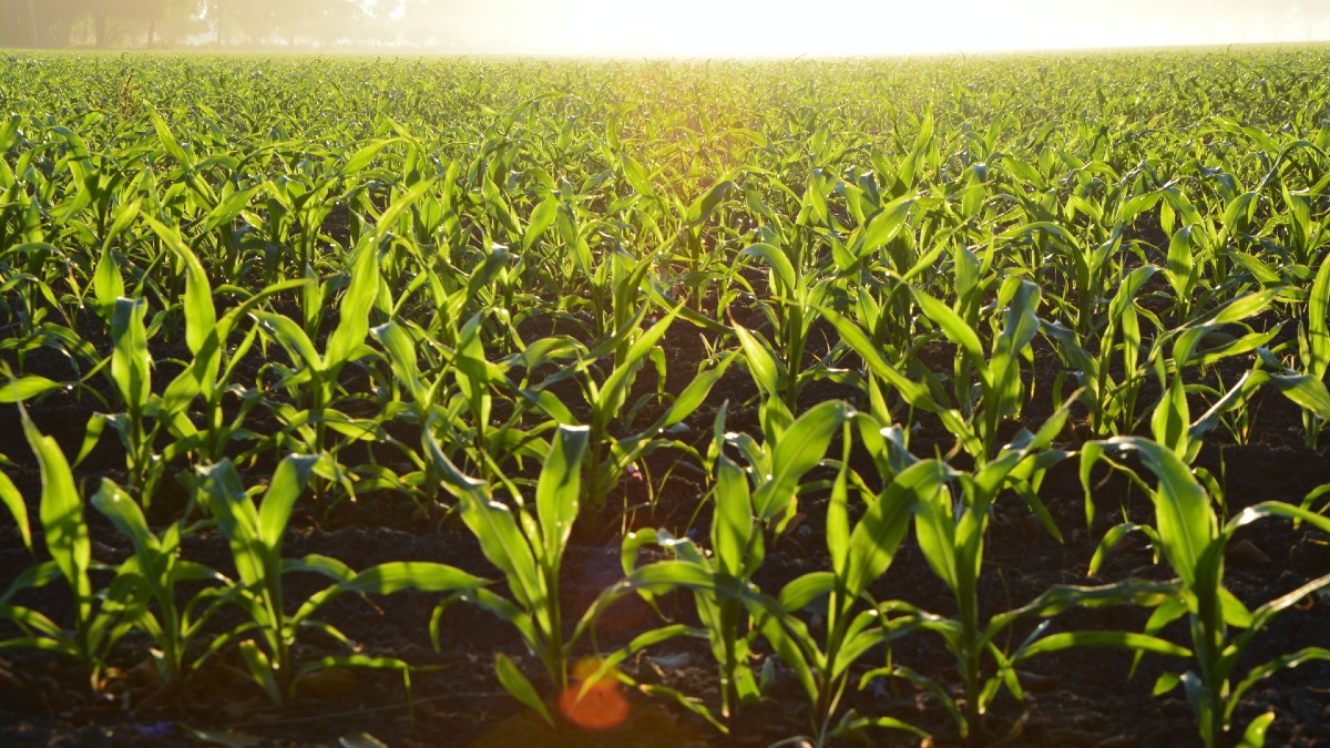Cuidado del agua y suelo mejorará al doble producción de maíz nativo en comunidades de Oaxaca, prevé Agricultura