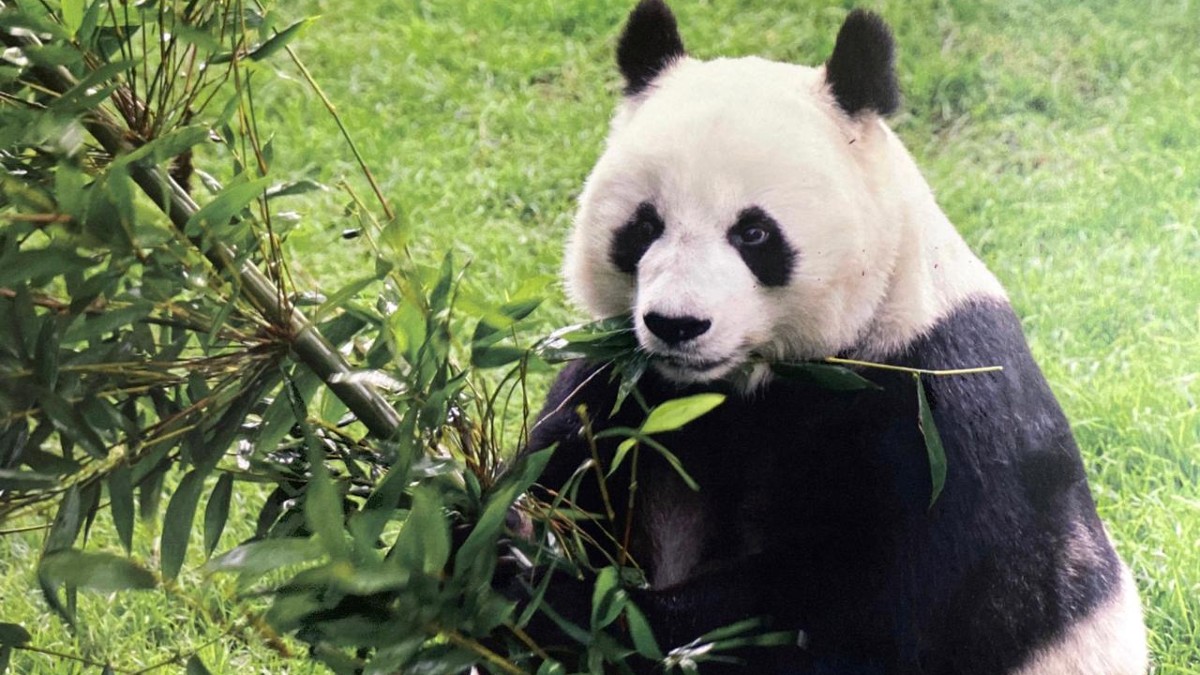 Despiden a Shuan Shuan, una de las pandas gigantes más longevas del mundo que nació en México