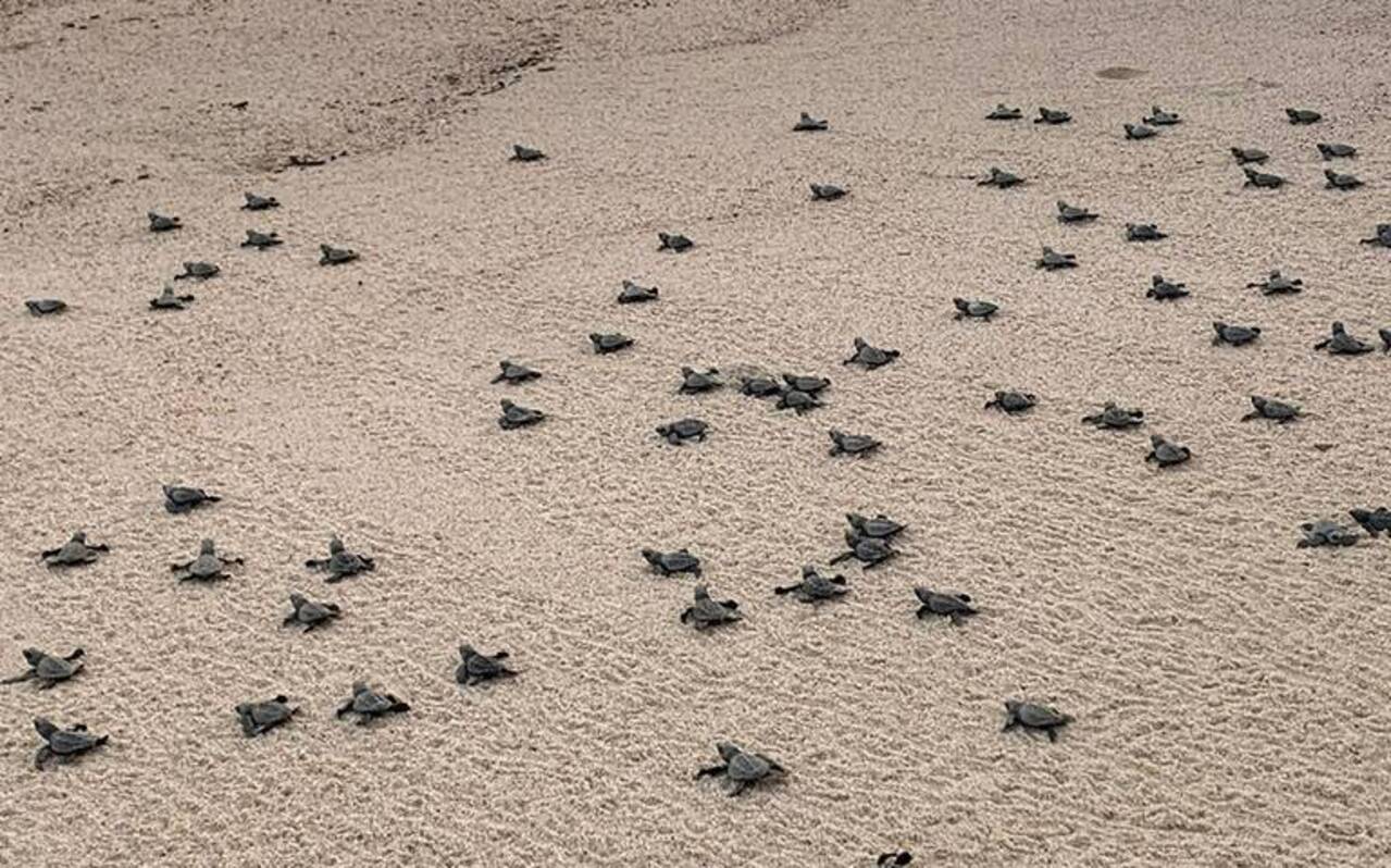 La conservación de las tortugas es un negocio turístico en Baja California Sur