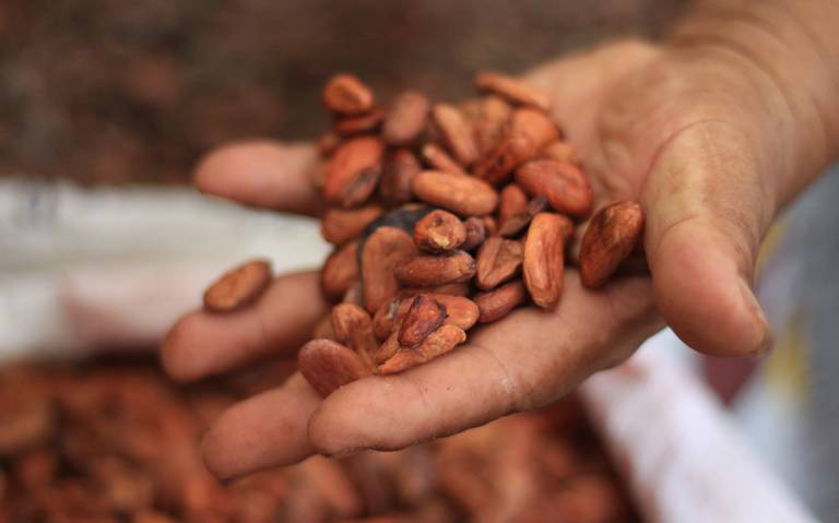 El origen del cacao es el otro oro negro de México