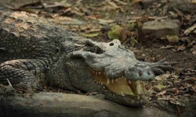 Plaga de cocodrilos en Ciudad Madero (Tamaulipas) enciende la alerta