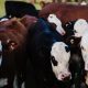 Venta de ganado bovino cae 80% durante mayo y junio en Baja California Sur