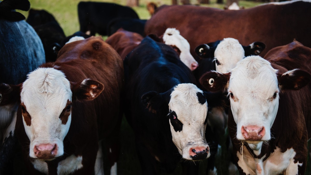 Venta de ganado bovino cae 80% durante mayo y junio en Baja California Sur