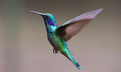 El jardín de Enma Pescador, el edén de los colibríes