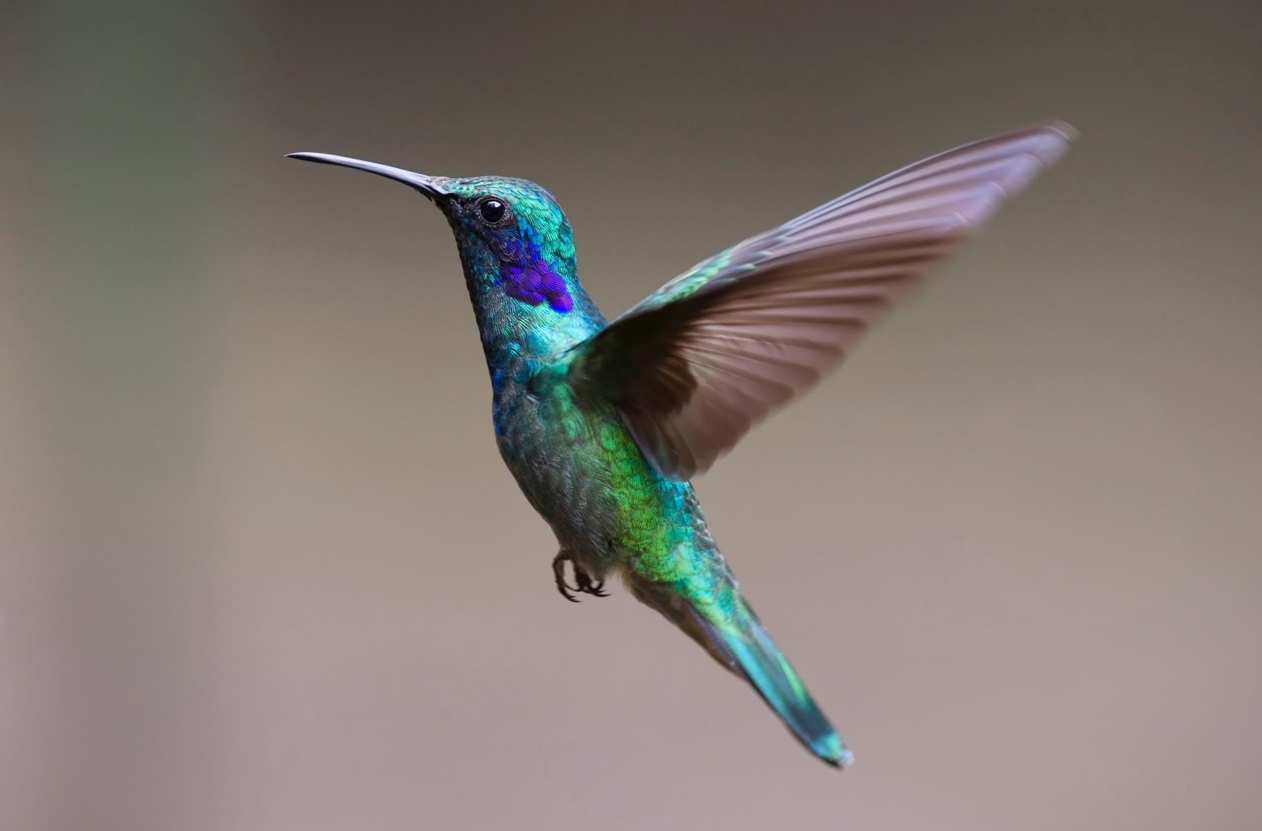 El jardín de Enma Pescador es el edén de los colibríes en Venezuela