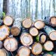 FGR debe informar sobre cargamentos asegurados de madera ilegal entre 2013 a 2022: INAI
