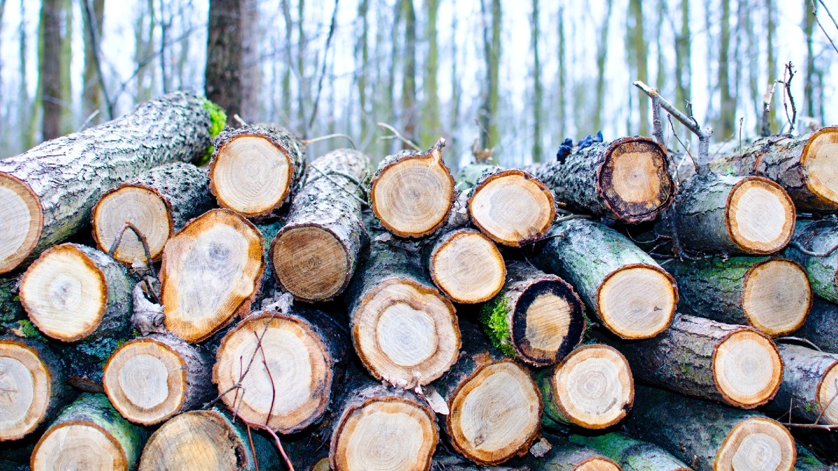 FGR debe informar sobre cargamentos asegurados de madera ilegal entre 2013 a 2022: INAI