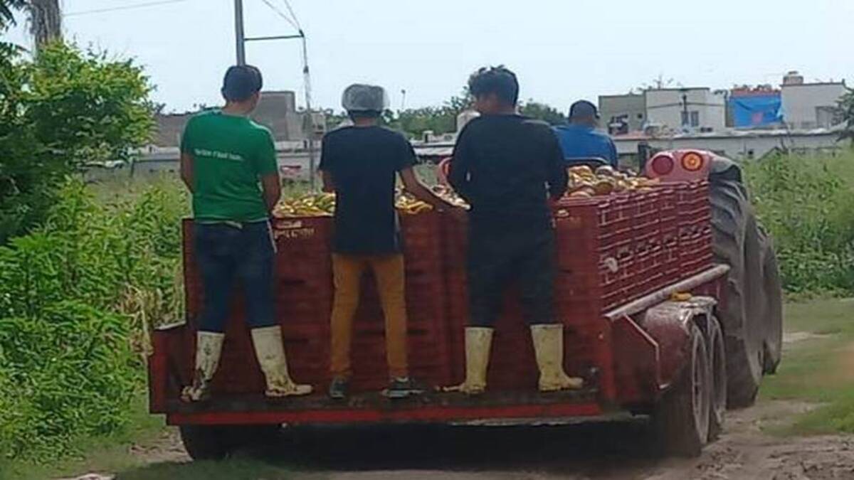 Las procesadoras de mango aún utilizan tiraderos clandestinos en Escuinapa, Sinaloa
