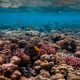 Investigan tráfico de peces y corales de Estados Unidos a México