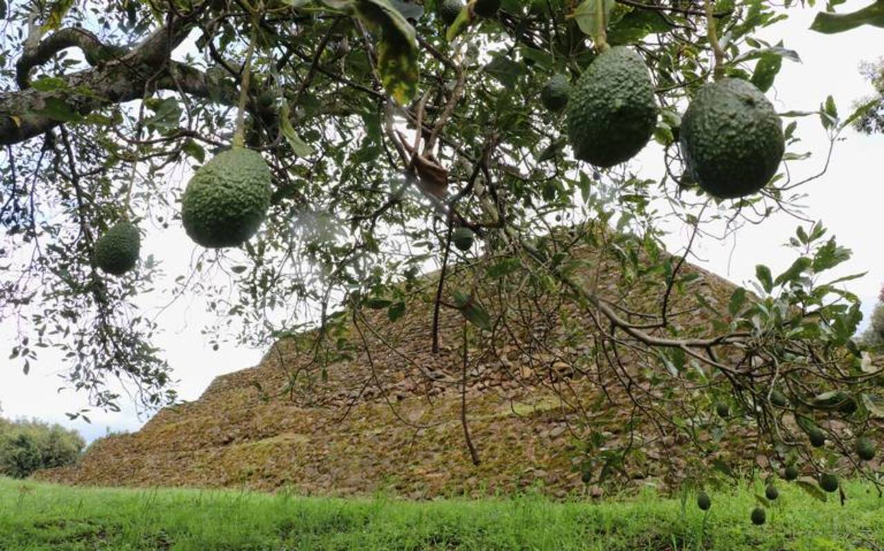 Los cultivos ilegales de aguacate llegan a los sitios arqueológicos de Michoacán
