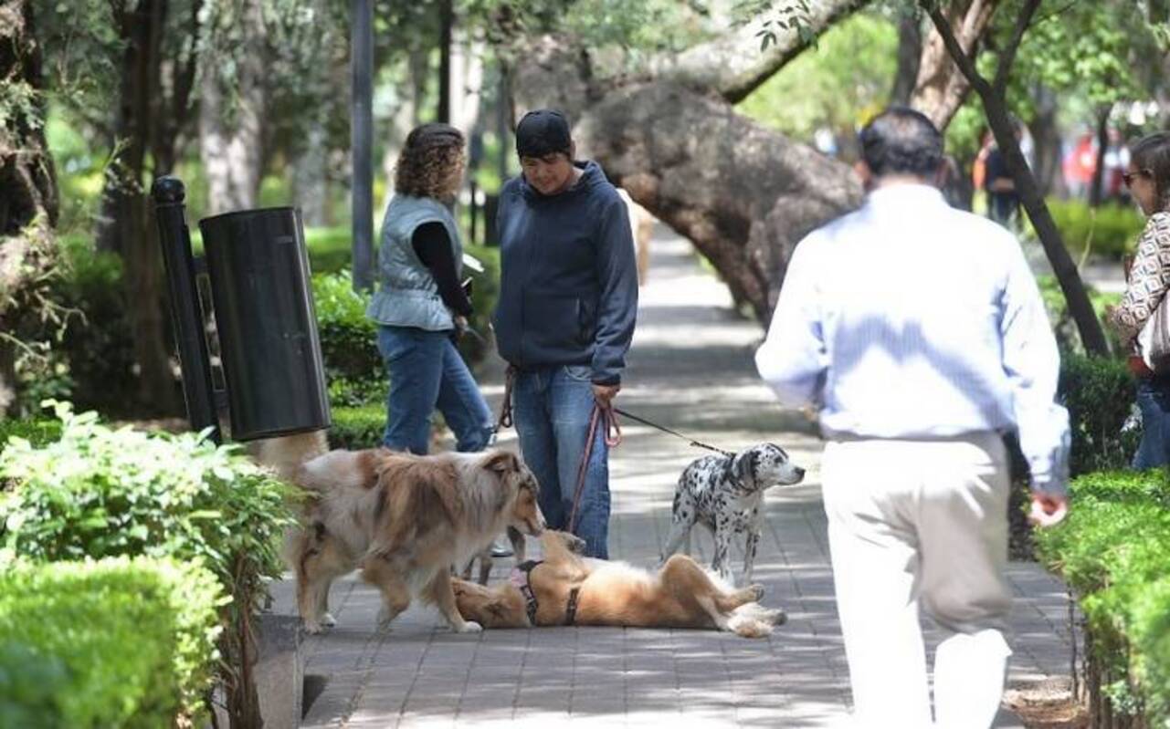 La alcaldía Miguel Hidalgo contrató a una empresa para levantar heces de perros