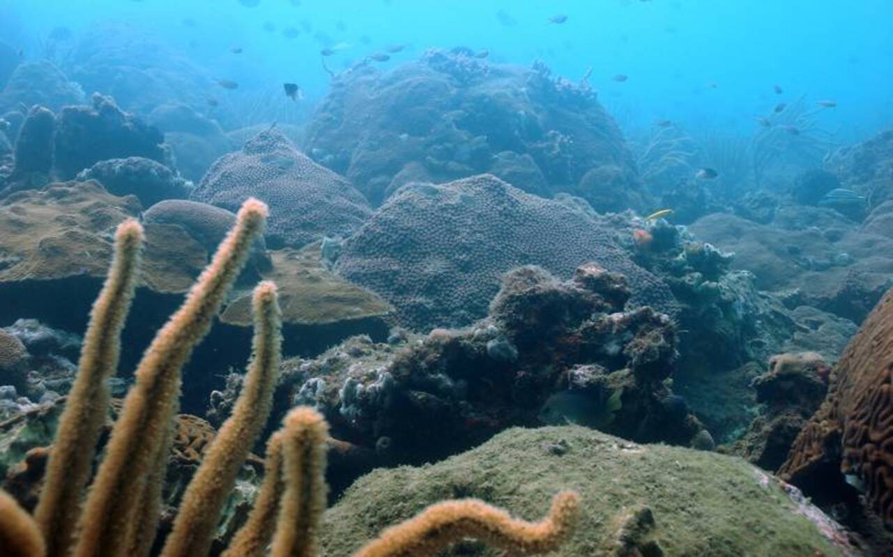 Los arrecifes veracruzanos resistirán el cambio climático