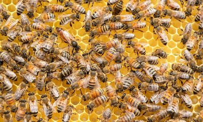 Las abejas yucatecas buscan coronarse como las productoras de la mejor miel del país