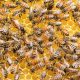 Las abejas yucatecas buscan coronarse como las productoras de la mejor miel del país