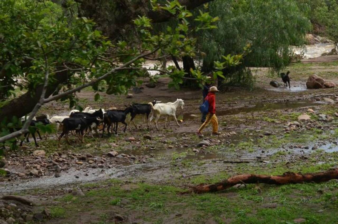 Salmantinos exigen programa de vigilancia por aumento en robo de ganado y saqueo de parcelas