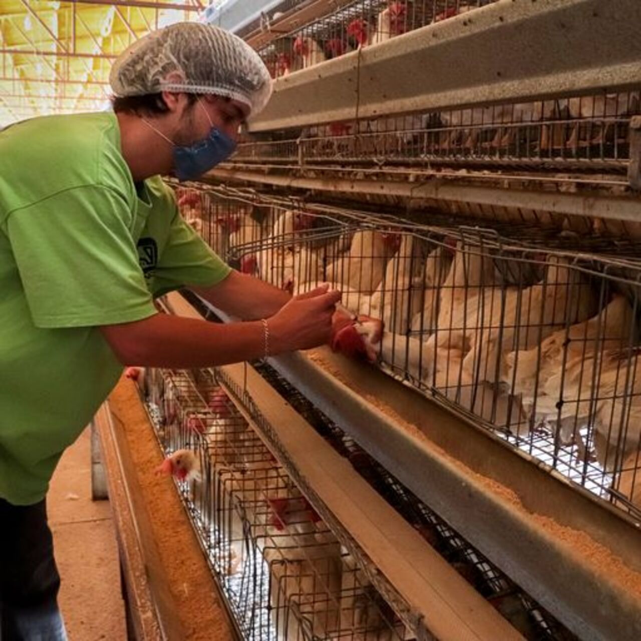 Autoridades levantan cuarentena por influenza aviar en Coahuila y Durango