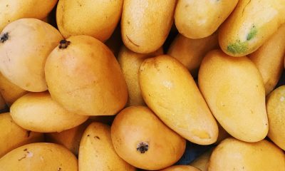 Productores de mango se capacitan en seguridad alimentaria para cumplir con los estándares de higiene